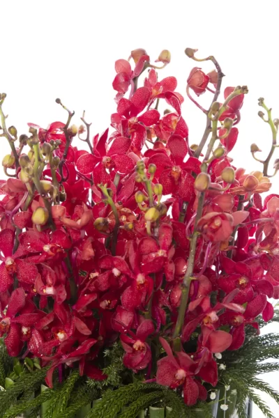 Fresh Flowers Arrangement of 18 Red Mokara Orchids